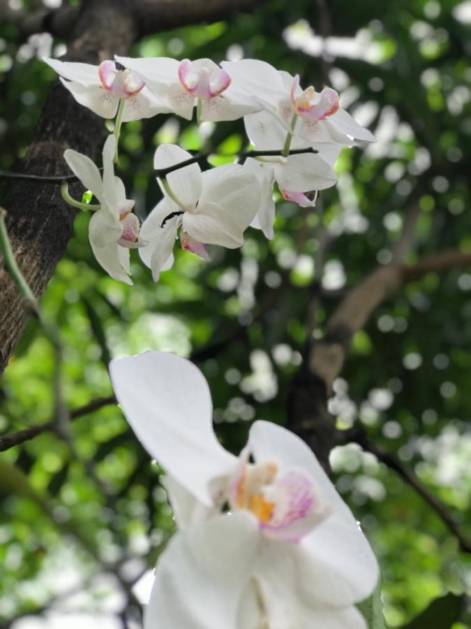 Green Edge Residences Dambulla Ngoại thất bức ảnh