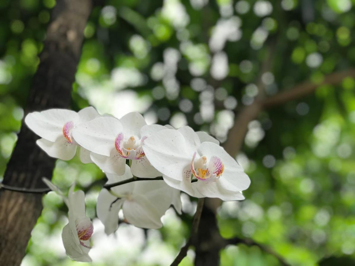 Green Edge Residences Dambulla Ngoại thất bức ảnh